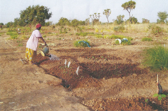 Garden plots near river